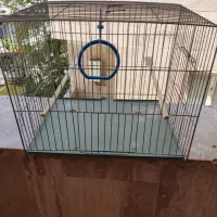 قفس با جوجه آلببنو سرلاکی