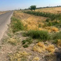 ۱/۵هکتار زمین بهر جاده اصلی دشت ابی|فروش زمین و ملک کلنگی|دشتابی, |دیوار
