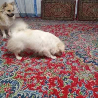 سگ پامر اشپیتز|سگ|کرمان, |دیوار