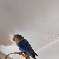 طوطی برزیلی دستی دو ماهه