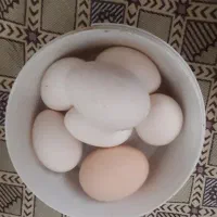 تخم مرغ نژادمراکلی بزرگترین مرغ وخروس دنیا