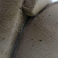 سم پاشی سمپاشی ساس سوسک کنه و تک مرحله ای تضمینی|خدمات نظافت|تهران, صادقیه|دیوار