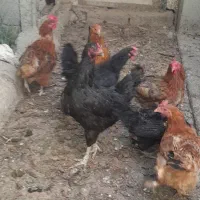 هفت عدد مرغ تخم گذار خانگی