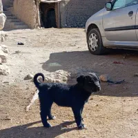 توله سگ سرابی