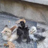 برهما بوف کلمبین و بلک جوجه دو ماهه بدون تلفات
