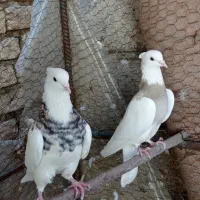 طوقی کارتونی ،هفت رنگ