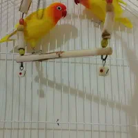 پرنده طوطی برزیلی