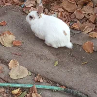 خرگوش  زیبا|موش و خرگوش|عنبرآباد, |دیوار