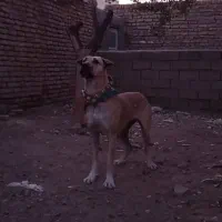واگزاری سگ ماده|سگ|زاوه, |دیوار