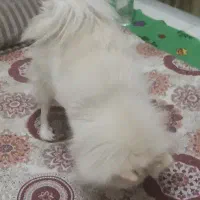 پامر سفید ماده|سگ|پرند, فاز ۴|دیوار