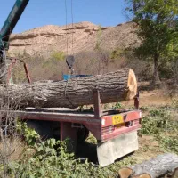 درخت وچوب|حراج|شیروان (خراسان), |دیوار