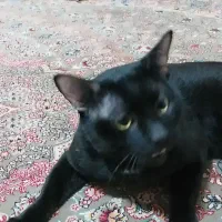 گربه نژاد دی اس اچ