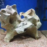 اکواریوم ماهی و لوازم اکواریوم