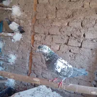 باسلام و احترام جوجه پاکستانی دانه ای ۳۰۰تومن|پرنده|رشت, گیل|دیوار