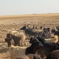 فروشچندراسدوبروبزغالهدوبری|حیوانات مزرعه|فرمهین, |دیوار