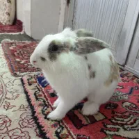 خرگوش خانگی  نر و ماده نژاد لوپ و معمولی|موش و خرگوش|هریس, |دیوار