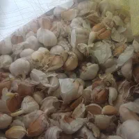 سیر محلی برای کاشت|خوردنی و آشامیدنی|تالش, جوکندان|دیوار