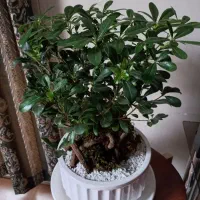 بنسای زاموفیلیا