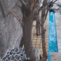 خونه باغ ۲۵۰متری