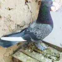 کفتر سبز پرشی نر حسابی|پرنده|قم, دروازه ری|دیوار