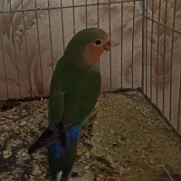 طوطی برزیلی دوماهه سرلاکی