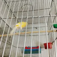 قناری نر مست بخون