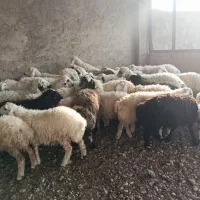 فروش بره های همو نر