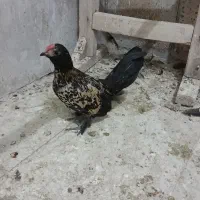 مرغ وخروس سیبرایت پولکی موقعیت تکاب