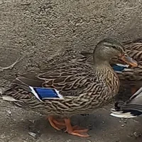 ارد‌ک پرشی نسل خالص وخاص پروازتایم بالا وسو و پرش