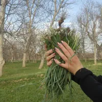 فروش انواع سبزی های صحرایی