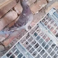 پرنده|پرنده|خاش, |دیوار