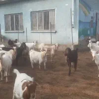 فروش بز نژاد سانن|حیوانات مزرعه|نوشین شهر, |دیوار