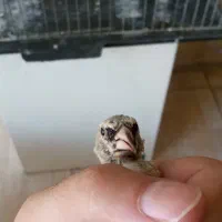 جوجه سهره نر