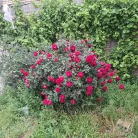 گل پر محمدی برا دم نوش