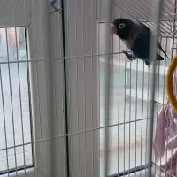 برزیلی .عروس هلندی .کفتر