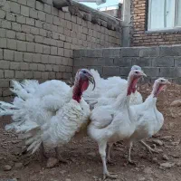 بوقلمون بیوتی ارگانیک|حیوانات مزرعه|صحنه, |دیوار