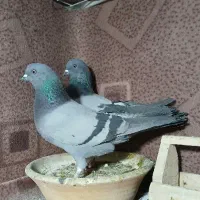 کفتر تیرماهی به شرط