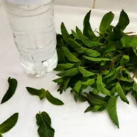 گلاب|خوردنی و آشامیدنی|کرمانشاه, |دیوار