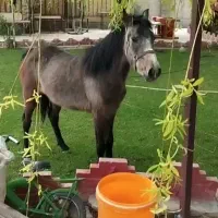 کره اسب کُرد