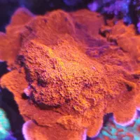 انواع مرجان آب شور|ماهی|قزوین, |دیوار