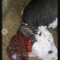 خرید فروش گاو گوساله افتاده