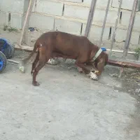 سگ شکاری