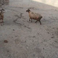 میش جوان سر بری  چاق