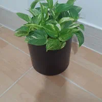 پتوس زعفرانی