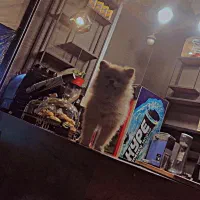 سگ پامرانین