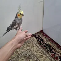 عروس هلندی|پرنده|همدان, |دیوار