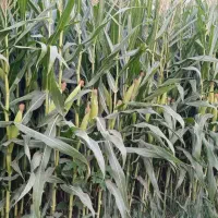 ذرت علوفه‌ای