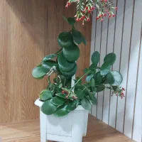 گل طبیعی|گل و گیاه طبیعی|دهدشت, |دیوار