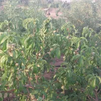 باغ فروشی دز جوشقان قالی|فروش خانه و ویلا|میمه, |دیوار