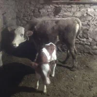 فروش گاو و گوساله|حیوانات مزرعه|امام, |دیوار